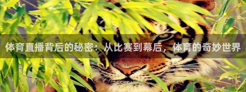 体育直播背后的秘密：从比赛到幕后，体育的奇妙世界